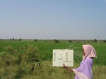 7736gt0131-cultivated-irrigated-rice.jpg