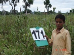 126260171a-rainfed-agricultre-doublecrop-millet-doublecrop-wheat.gif