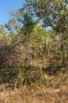 43662pic3.jpg