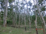 52771CIMG4532_调整大小.JPG