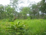 43627pic1.jpg