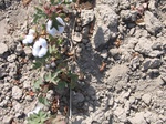 10381vp-069-Irrigated cotton-b.jpg