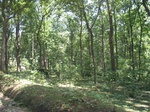 7711gt011c-forests-Y&M-teak.jpg