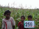 72560259e-rainfed-agriculture-maize-doublecrop.jpg