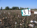 11493031-Irrigated (Surface water) cotton-b.jpg