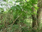 50882CIMG0582.JPG