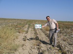 10304069-Irrigated cotton-b.jpg