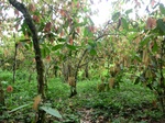 46546CIMG0835.JPG