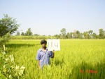6661gt115-cropland-2.jpg