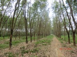 52590CIMG3913_调整大小.JPG