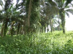 20154P1020006.JPG