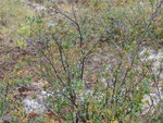 24921DSC00028.JPG