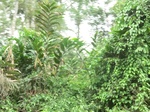 48171CIMG4508.JPG