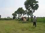 9834gt0126b-cultivated-irrigated-rice-large-area.gif