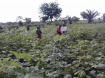 12043GT300_cotton_ocra_et_al.JPG