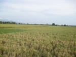 15546IMG_4616.JPG