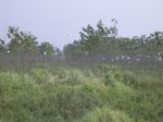 1285R0015092_small.jpg