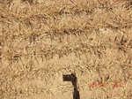 29943CIMG0430.JPG