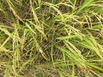 1797420090608_gt01b_Agriculture_Rice_Irrigated_Triple_Continous.JPG