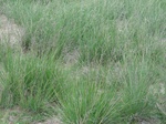 276042003-Q3.JPG