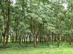 34868CIMG1539.JPG