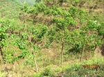 53254CIMG6495.JPG
