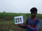 128970251a-irrigated-rainfed-agriculture-groundwater-sugarcane-dominant-cotton.gif