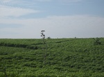 15398IMG_4248.JPG