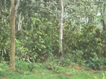 51078CIMG4794.JPG