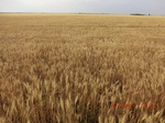 29498CIMG0808.JPG