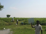 7730gt0129a-cultivated-rainfed-irrigated-chilli-cotton.jpg
