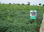 126860188b-rainfed-agriculture-mixedcrop-soyabean-cotton-gram.gif