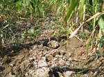 10326saline-060-Irrigated (Surface water) maize-b.jpg