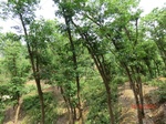 53407CIMG6727.JPG