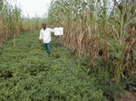 12112GT113_groundnut_G_corn.JPG
