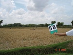 6298058a-irrigated-supplemental-major-groundwater-rice-dominant-sugarcane-doublecrop.jpg