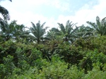 25745P1020163.JPG