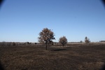 43279Burn_Trees_a.jpg
