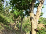 53296CIMG6566.JPG