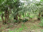 45761CIMG2846.JPG