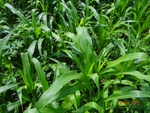 51829Tank ID 1800054 Chinnahalli 3.JPG