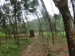 52994CIMG4066_调整大小.JPG