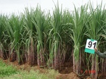 6402091a-irrigated-canal-sugarcane-dominant-turmeric.jpg