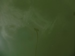 58246CIMG2693.JPG
