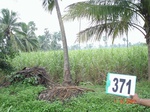 76230371a-irrigated-canal-mixedcrop-sugarcane-dominant-banana.jpg