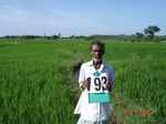 127040193c-irrigated-supplemental-tank-rice-doublecrop.gif