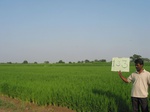 7740gt0133a-cultivated-irrigated-rice-large-area.jpg