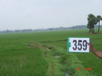 132830359a-irrigated-canal-rice-doublecrop-greengram-blackgram-tripplecrop.gif