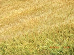 29672CIMG0962.JPG
