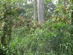 51077CIMG4791.JPG